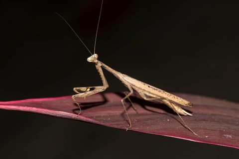 Asian jumping mantis