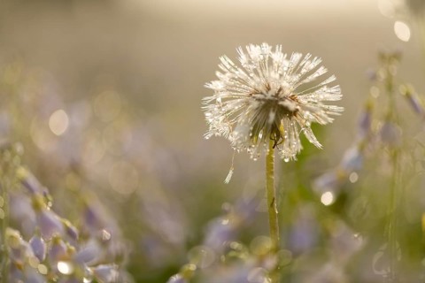 Withered dandelion