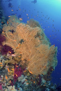 Giant sea fan