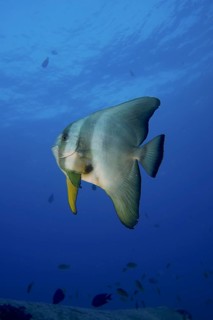 Orbicular batfish