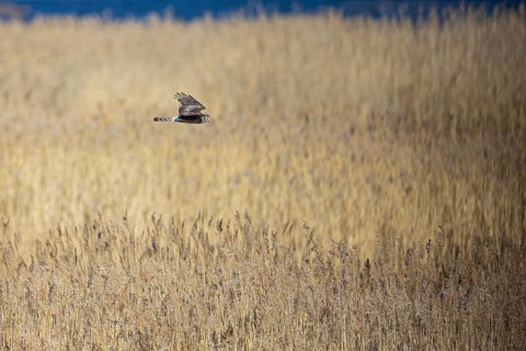 Hen harrier