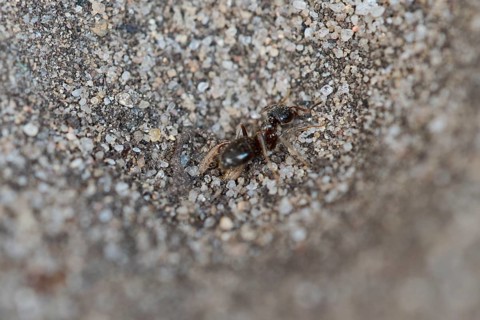 European ant lion