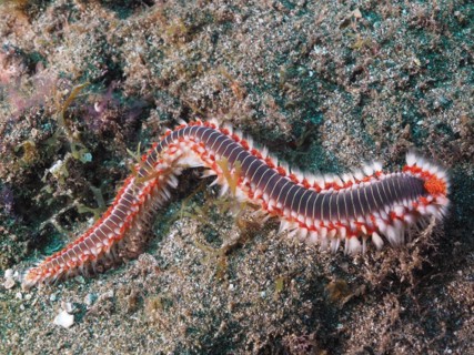 Bearded fireworm