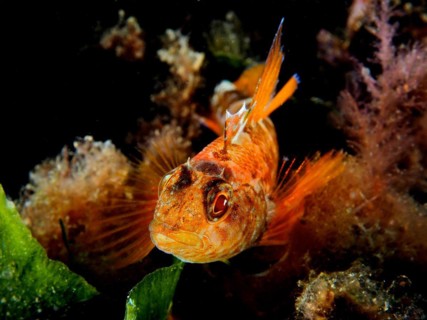 Black-faced blenny