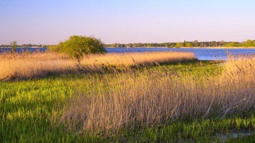 Reed on the shore of Lake Duemmer