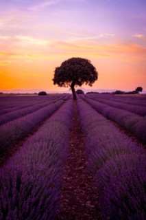 A tree at sunset in a lavender field