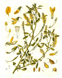 Medicinal plant