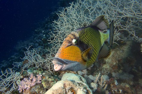 Titan triggerfish
