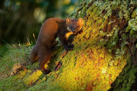 Pine marten