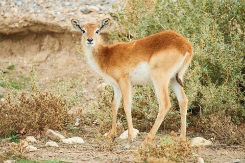 Common eland