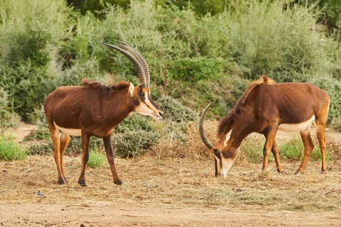 Sable antelope