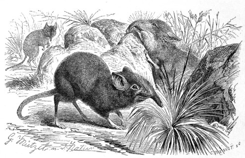 Bushveld elephant shrew