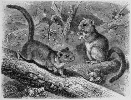 Hazel dormouse