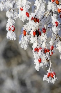 Rosehips