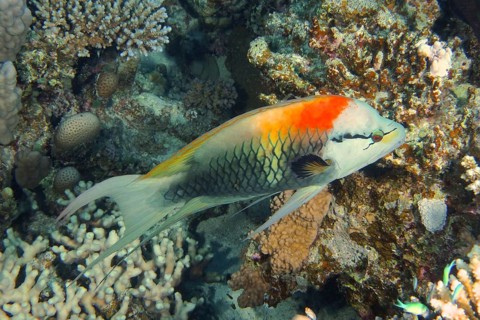 Sling-jaw wrasse
