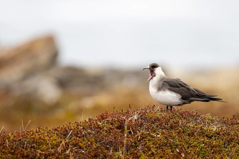 Arctic skua