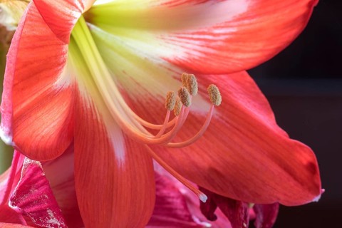 Stamens of the knight star