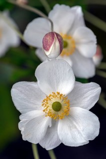 Large snowdrop anemone
