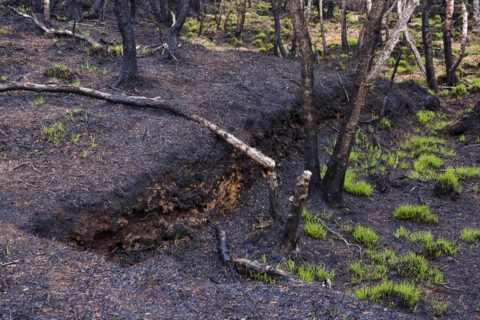 Moor fire