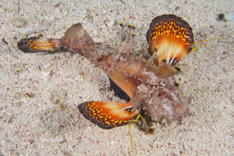 A Red Sea walkman filament devilfish