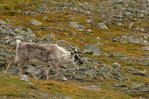 Svalbard reindeer