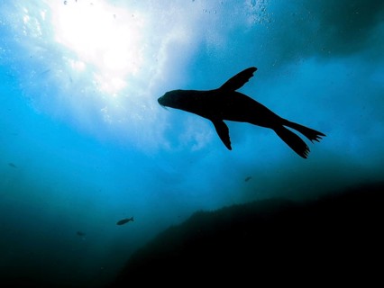 Silhouette of cape fur seal