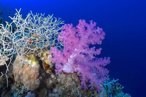Hemprich's tree coral