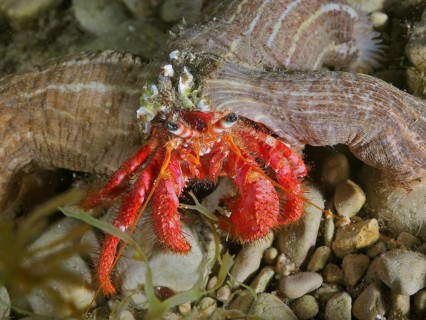 Large red hermit crab