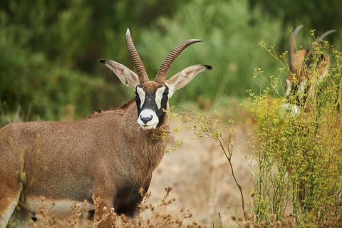 Sable antelope
