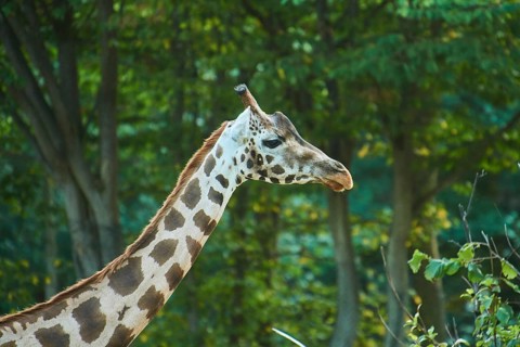 Reticulated giraffe