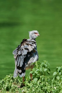 Southern screamer