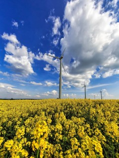 Rape field in blossom with wind turbines