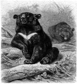 Collar bear