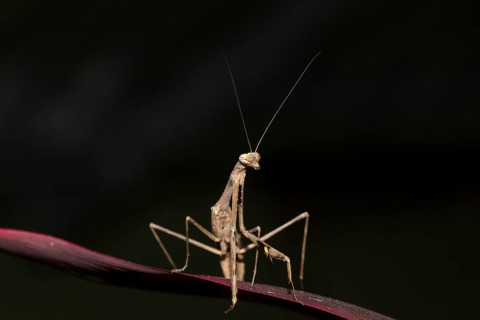 Asian jumping mantis