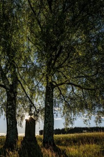 Birches