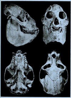 Skull bone