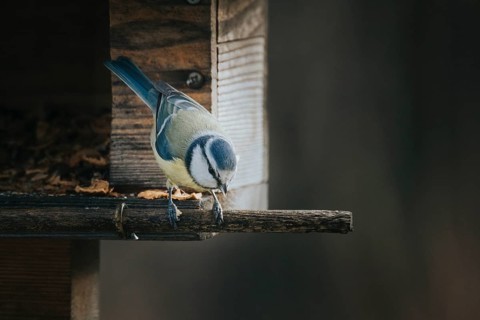 Blue Tit