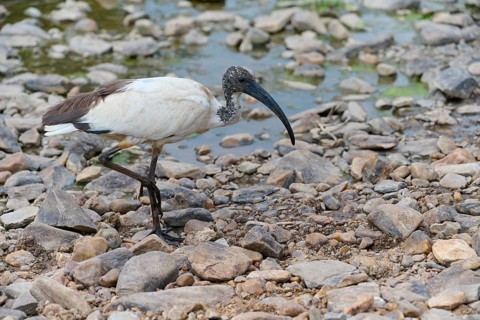 African Sacred Ibis