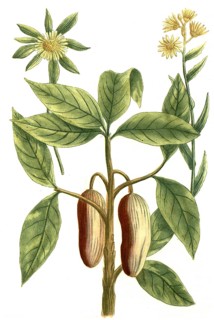 Botany