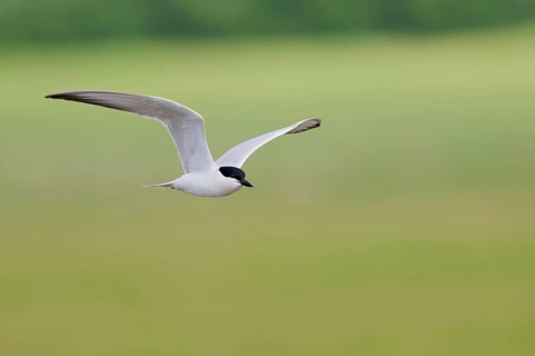 Gull-billed tern