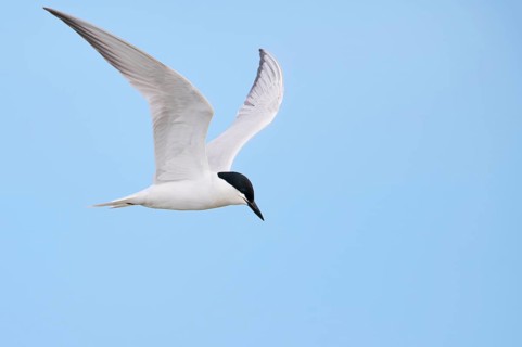 Gull-billed tern