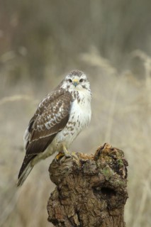 Common steppe buzzard
