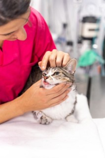 Veterinary clinic