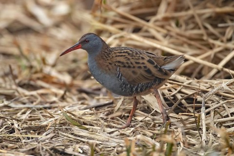 Water rail