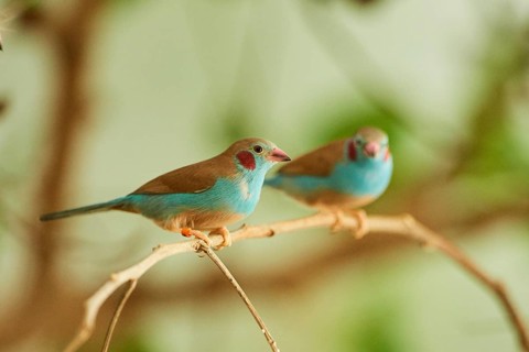 Red-cheeked cordonbleu