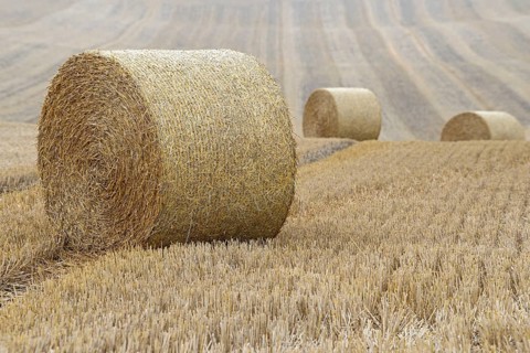 Grain field