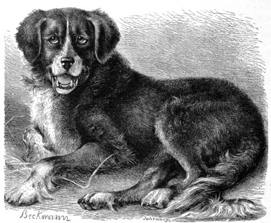 Newfoundland dog