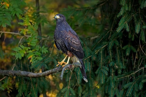 Harris's hawk