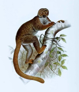 Eastern woolly lemur