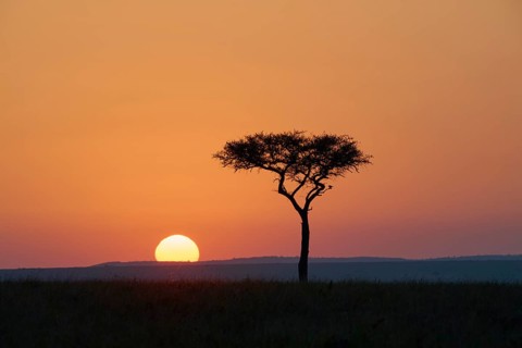 Silhouette
